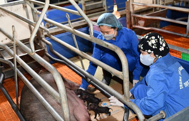 Le Vietnam réussit à cloner des cochons ventrus à partir de cellules somatiques